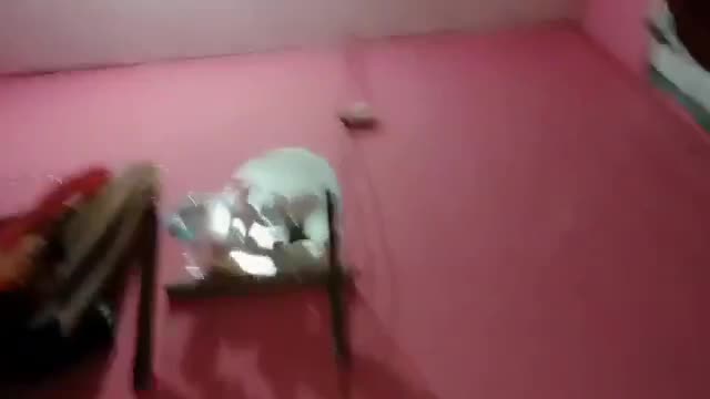Monotirou Ngewe Sama Pacar Di Kosan